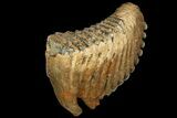 Palaeoloxodon (Mammoth Relative) Molar - Collector Quality! #137178-5